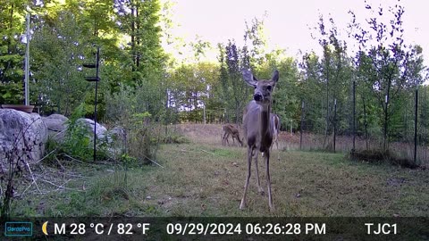 Deer Sniffing