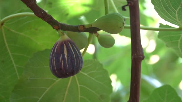 Fig tree with pure fresh fig