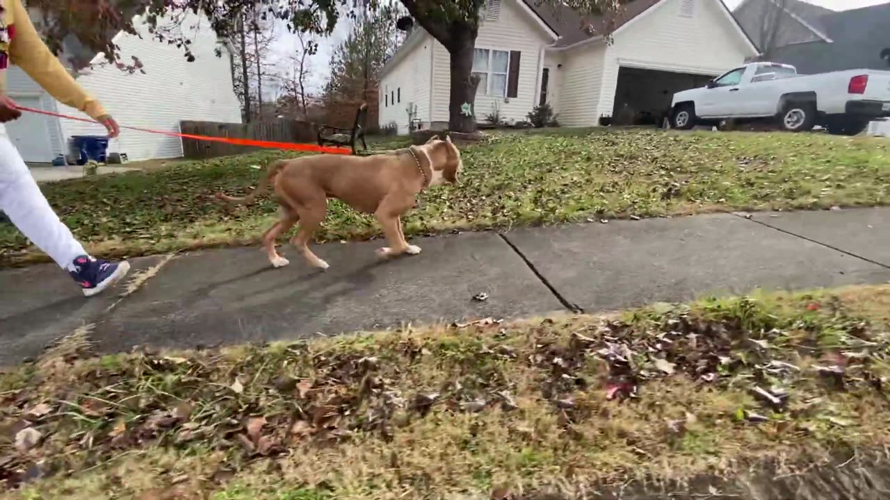 pit bull