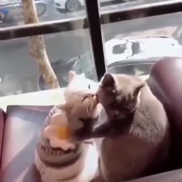 What a lovely couple