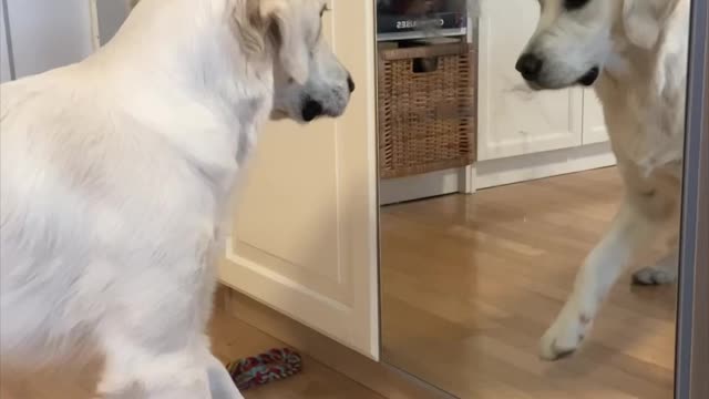 Dog playing and enjoy funny video
