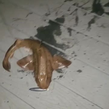 Catching horn shark!!