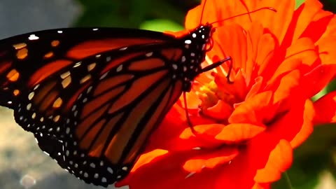 Monarch Butterfly