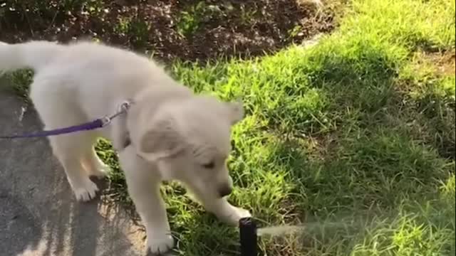Cutest Golden Retriever Puppies Part.EnxiFB