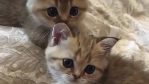 Playing with my Two Small Kittens