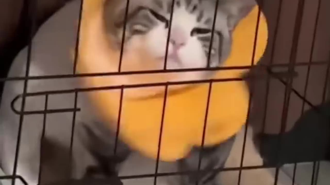 THIS CAT IS SUSCEPTIBLE