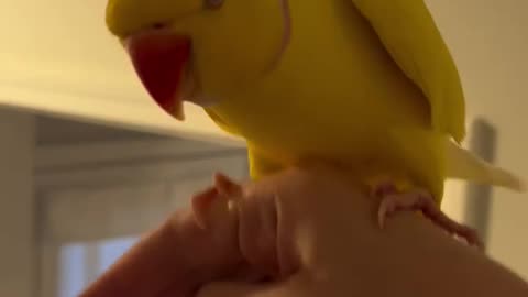 Ringneck Talking Parrot