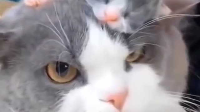 Cute animal video #animal entertainment # animal love