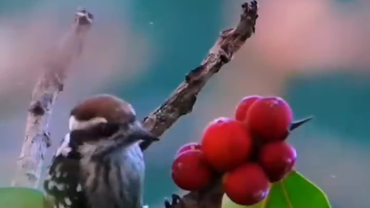 Wildlife & Funs