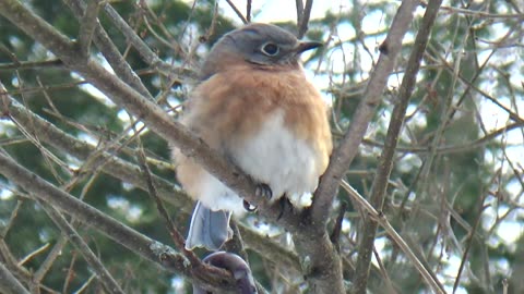 Bluebird