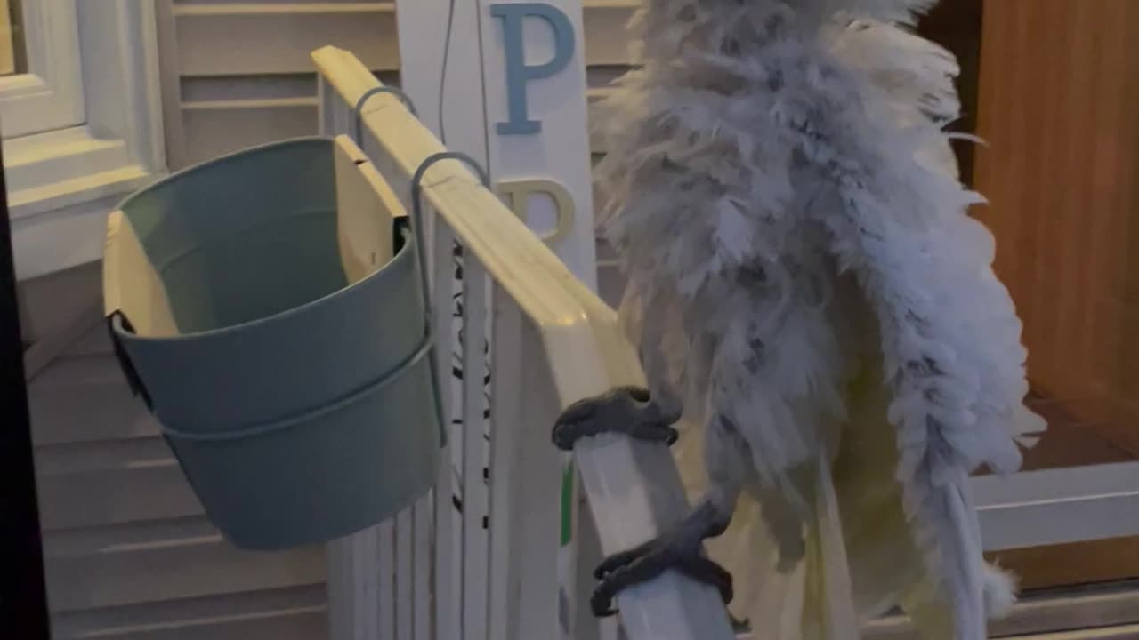 Cockatoo Reacts to Solar Eclipse