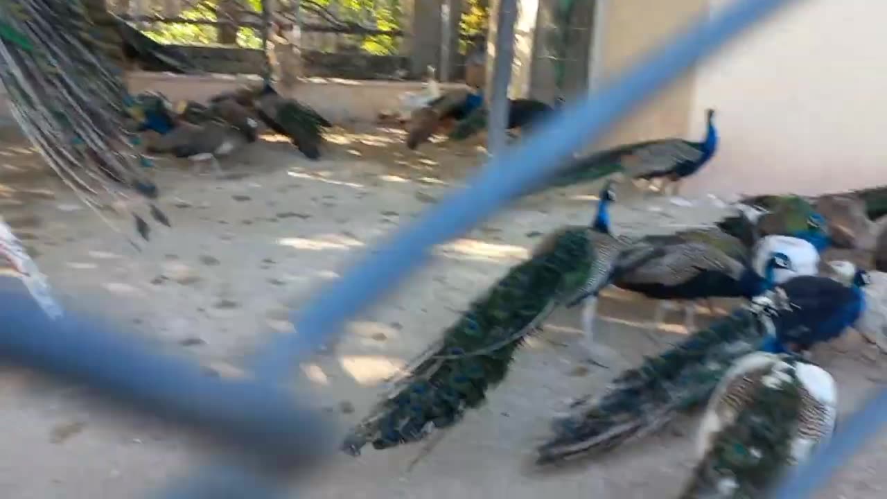 Peacock world.. A visit to the Peacock Aviary....