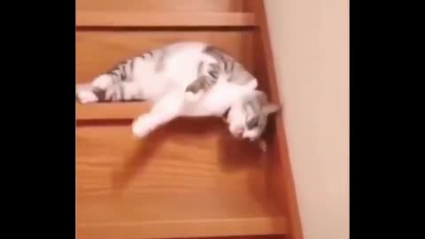 Funny cat sliding