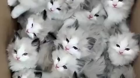 Cute baby cat's