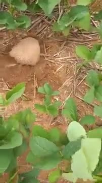 The pangolin make a hole in the ground quickly