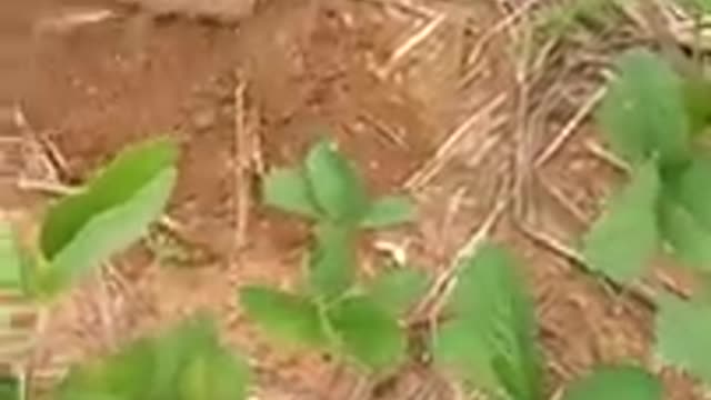 The pangolin make a hole in the ground quickly