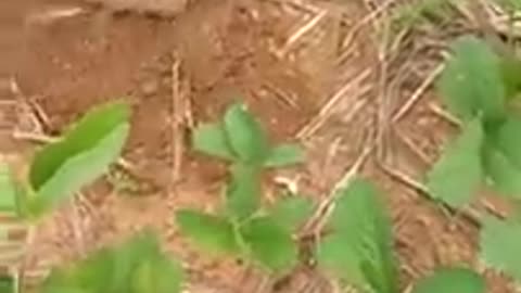 The pangolin make a hole in the ground quickly