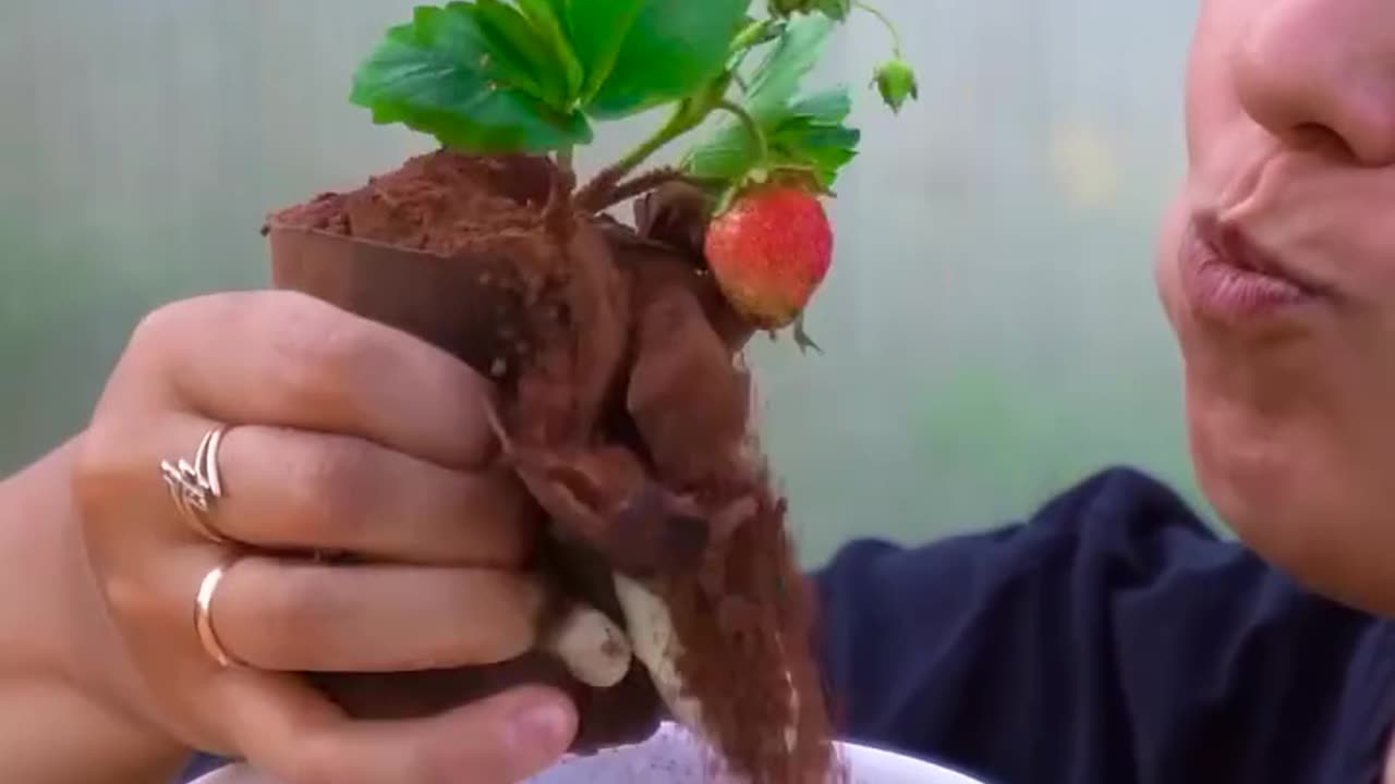 Simple plant growing hacks at your home