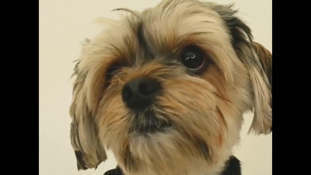 The most funny and most willy dog