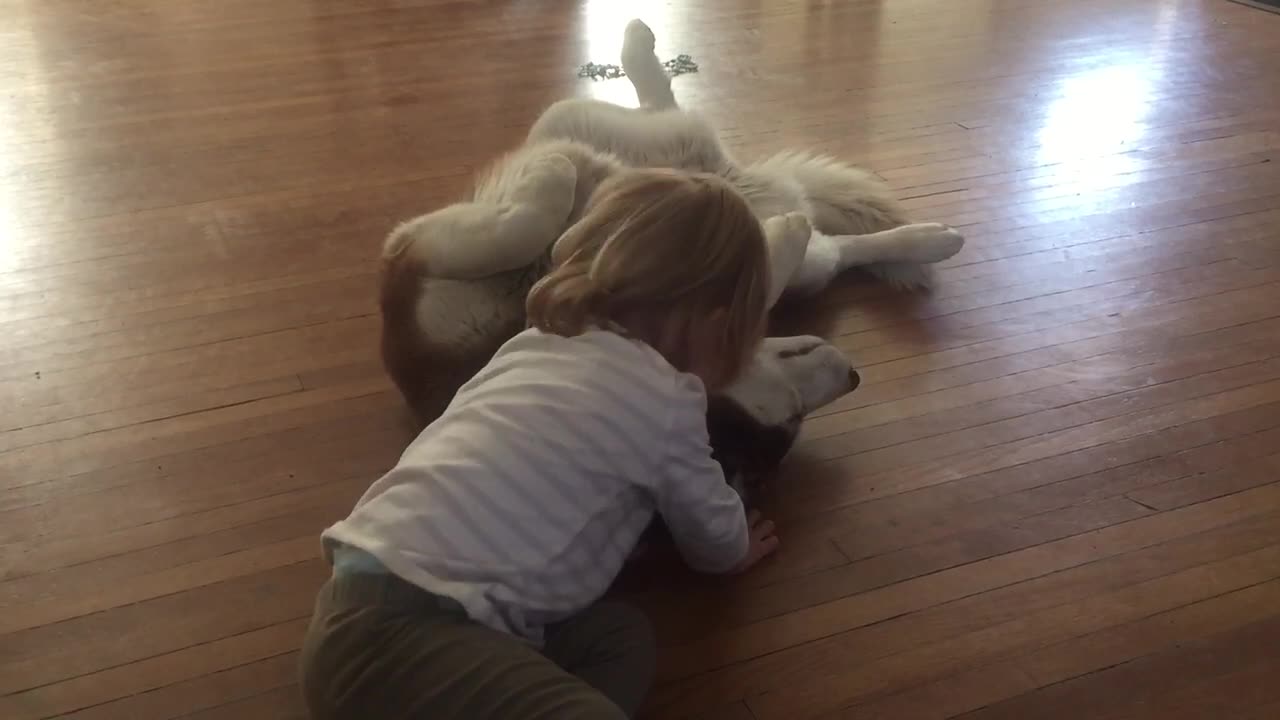 Toddler absolutely adores her Husky