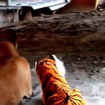 why is it so coincidence,dog funny video