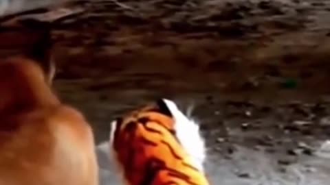 why is it so coincidence,dog funny video