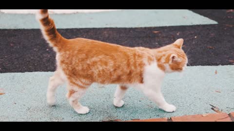 Cute and Funny Cat Videos that feel you like heaven
