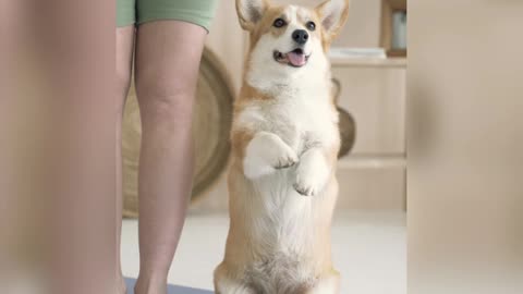 A dog is trying to do yoga