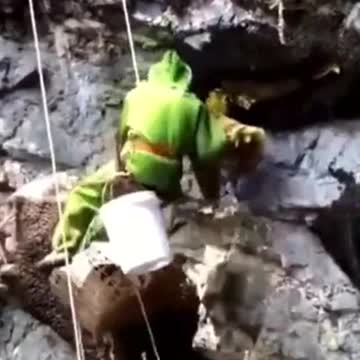 Nectar collector is dangerous work