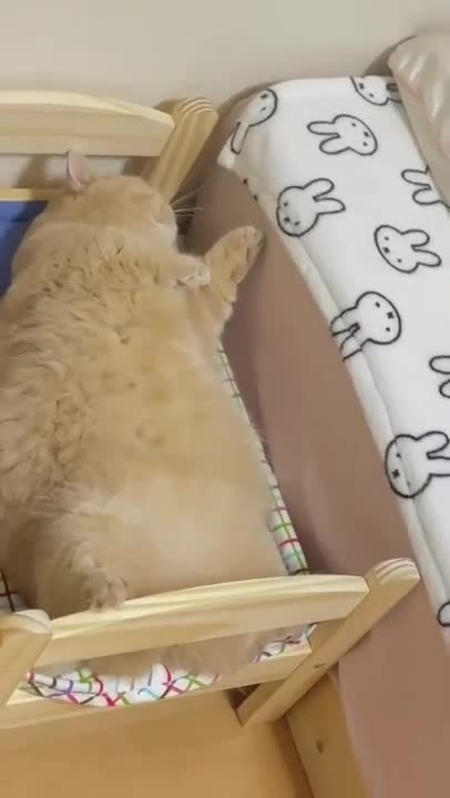 Kittens meets and walk with a cute white bunny