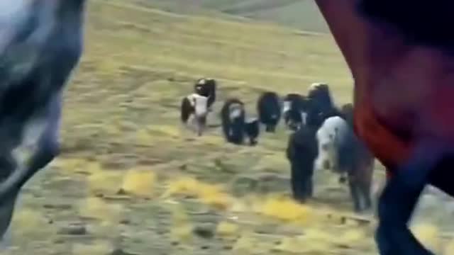 horse brawl