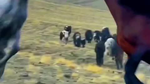 horse brawl