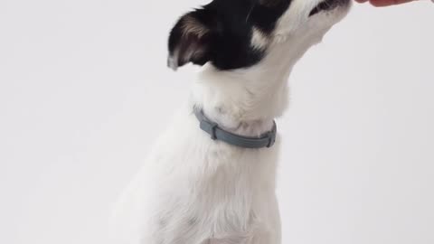Dog giving paw (Good Boy)