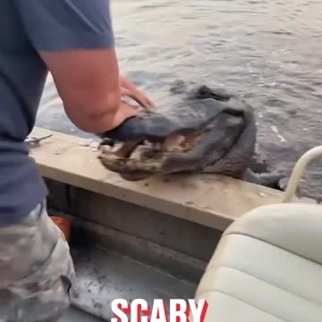 Gator Boarded Our Boat 😮🐊