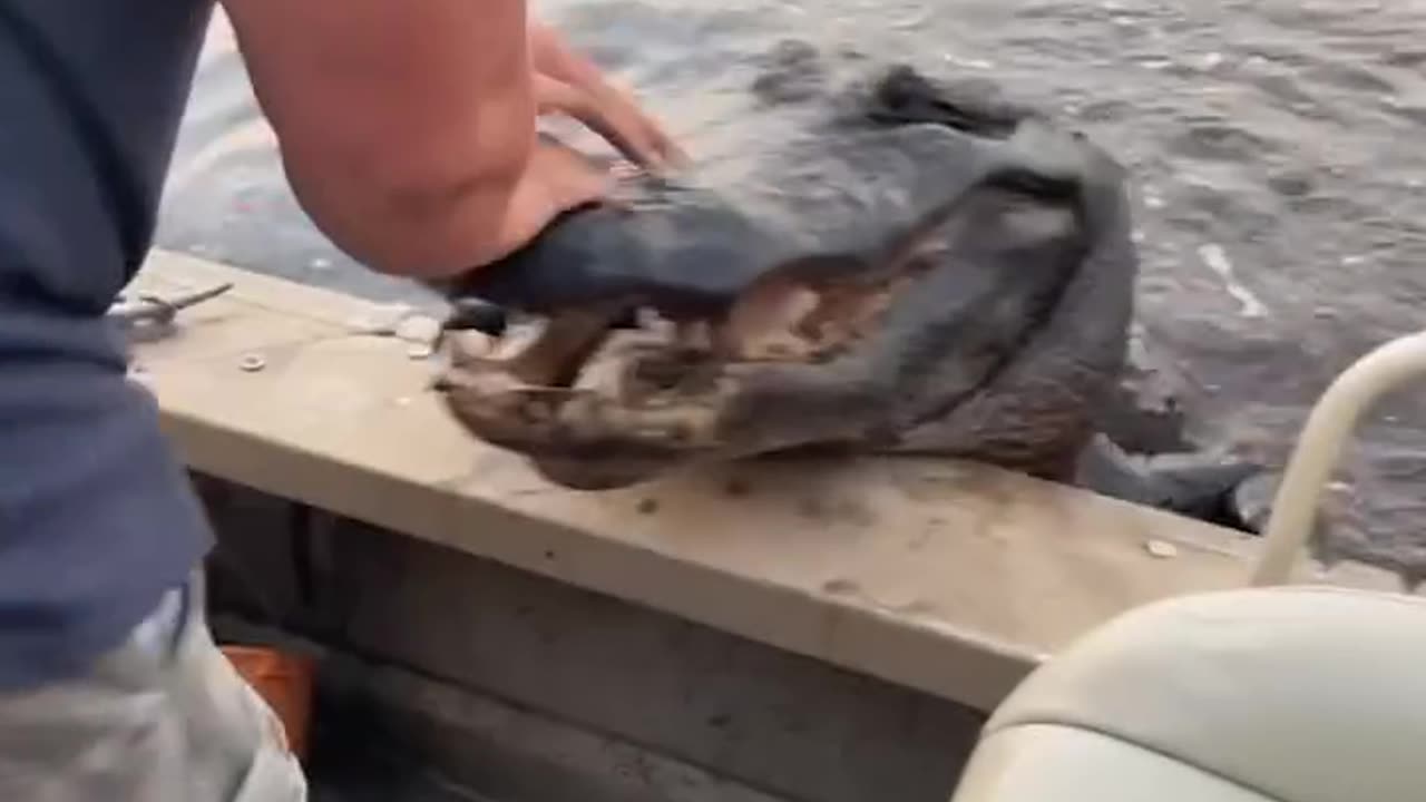 Gator Boarded Our Boat 😮🐊