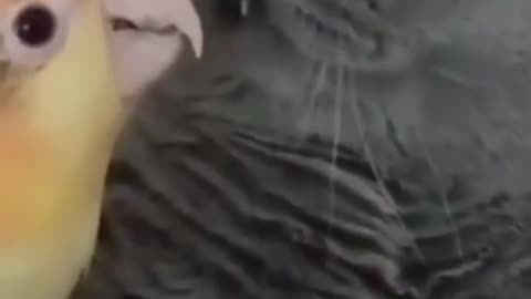 Funny Animals (cats).