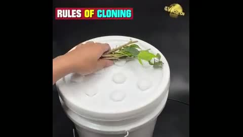 Know more about the fastest method of rooting plant cuttings