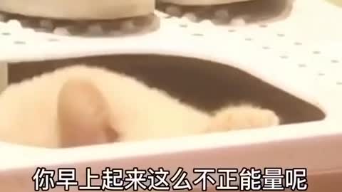 cute pet # cat confusing behavior
