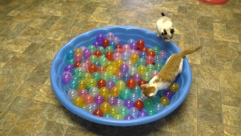 cute kıttens play ın ball pıt