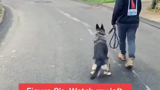 Dog Training Tricks - Smart Dog Videos 2022