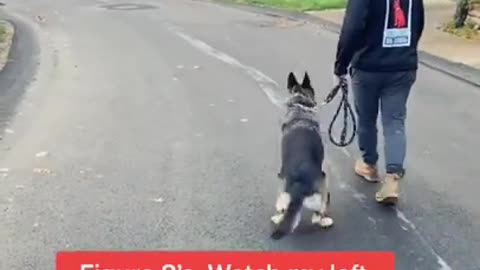 Dog Training Tricks - Smart Dog Videos 2022