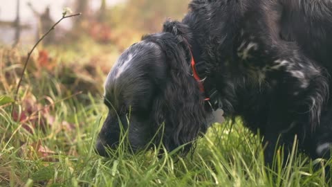 grazing dog 2022