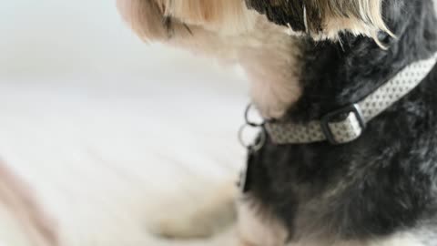 Close Up Shot of a Dog Lying Down