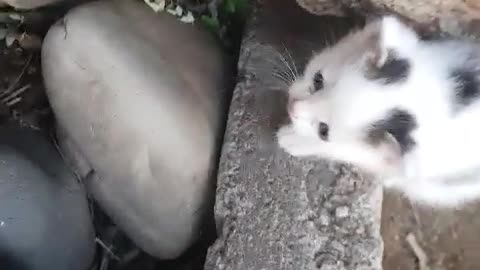 Cats are great and very cute.