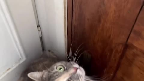 meeoowww