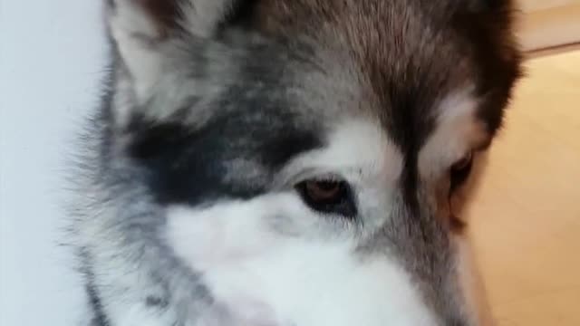 We confront Loki about his lack of contribution to the house