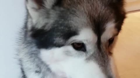 We confront Loki about his lack of contribution to the house