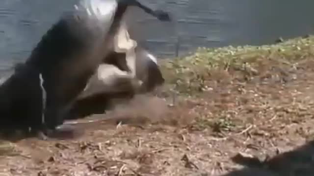 crocodile hunt another crocodile.