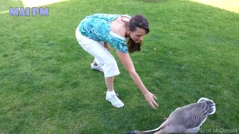 Funny Moments with people's and Animals Fails 2021