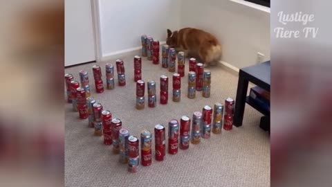 Watch this Super Cute Best Funny Cats and Dogs Compilation!!! REALLY FUNNY!